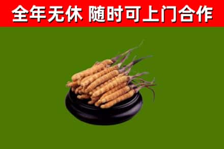 聊城回收冬虫夏草